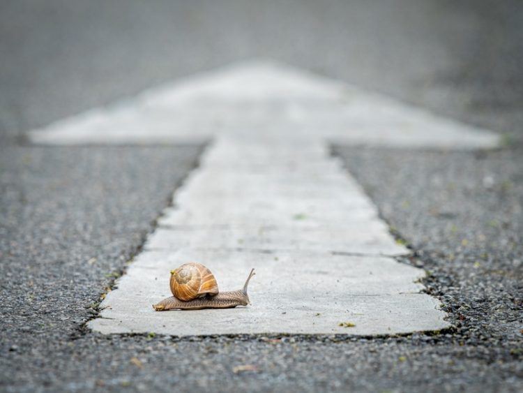 Escargot avançant lentement sur une route, métaphore de la patience et de la progression vers un objectif.
